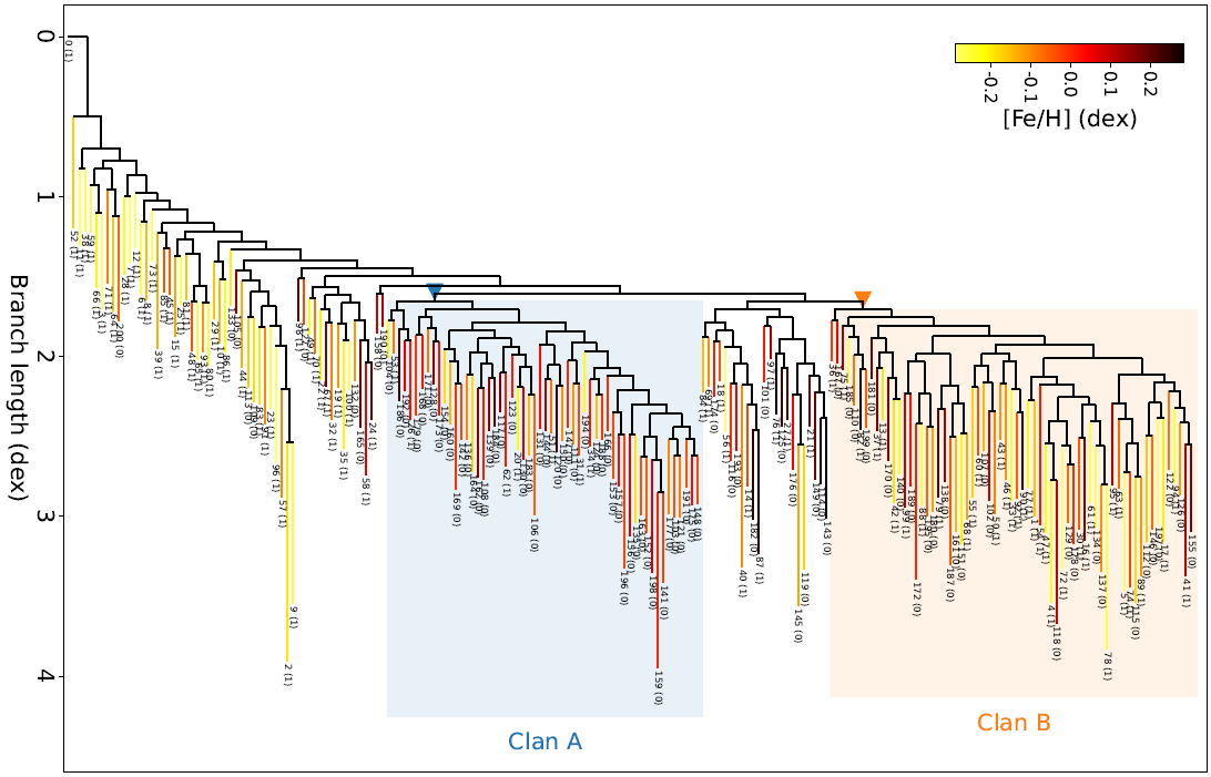 Image of a Phylogenetic Tree