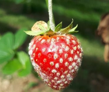 Fig 1 A strawberry fruit infected by Podospheara aphanis Fig 1 A strawberry fruit infected by Podospheara aphanis